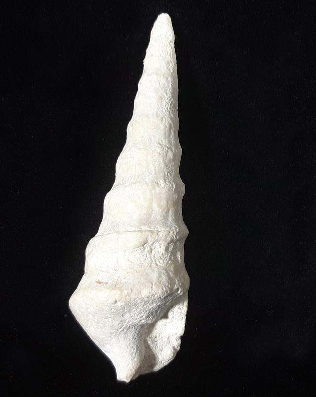 Eunerinea defrancei (DESHAYES 1833) - Bild © FossNet FossilienStore